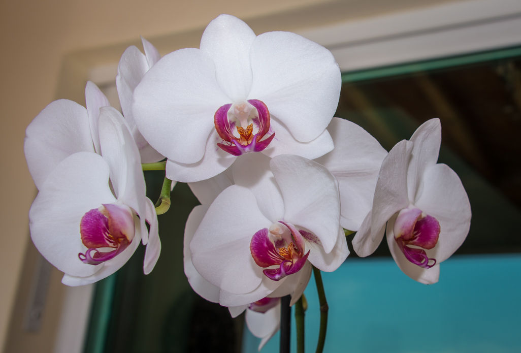 Flowers and blooms in Lake Chapala/Flores y flores en el lago de Chapala 532A