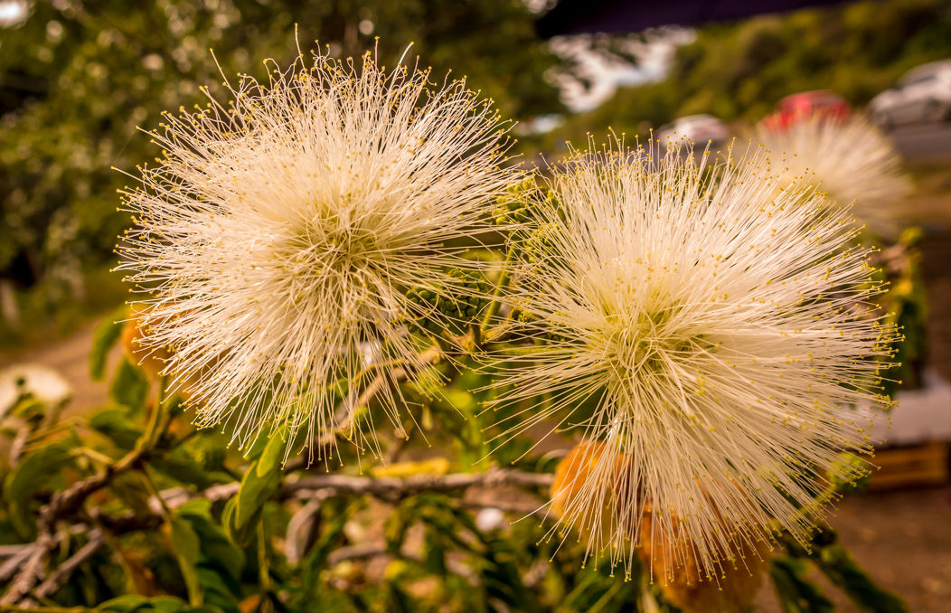 Flowers and blooms in Lake Chapala/Flores y flores en el lago de Chapala 525A