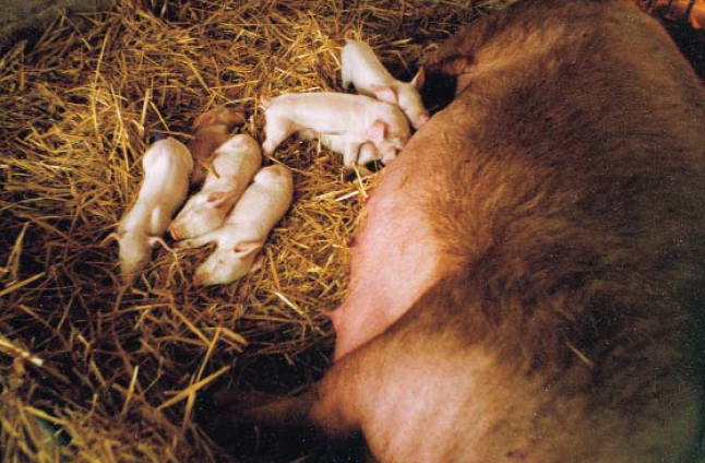 Agriculture and livestock