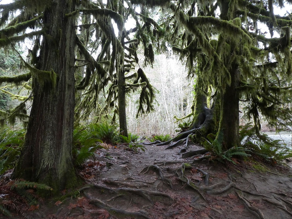Moss-covered trees with thick roots in a Vancouver Island Forest.