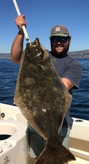 California Halibut