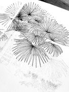 62D8CBCD-C22B-420D-9D42-6697D09C054A_1_105_c.jpeg