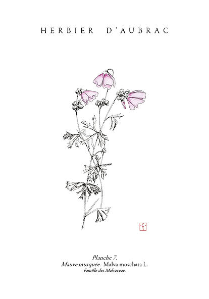 07_Mauve_Musquee_Malva_Moschata_L.jpg