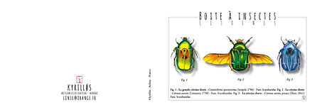 Boite_A_Insectes_300_105_Cetoines.jpg