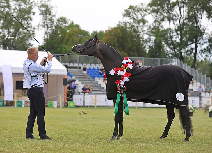 PHENIX AL MIRO _ GOLD CHAMPION EMIRATES ARABIAN HORSE GLOBAL CUP 2025 POLAND