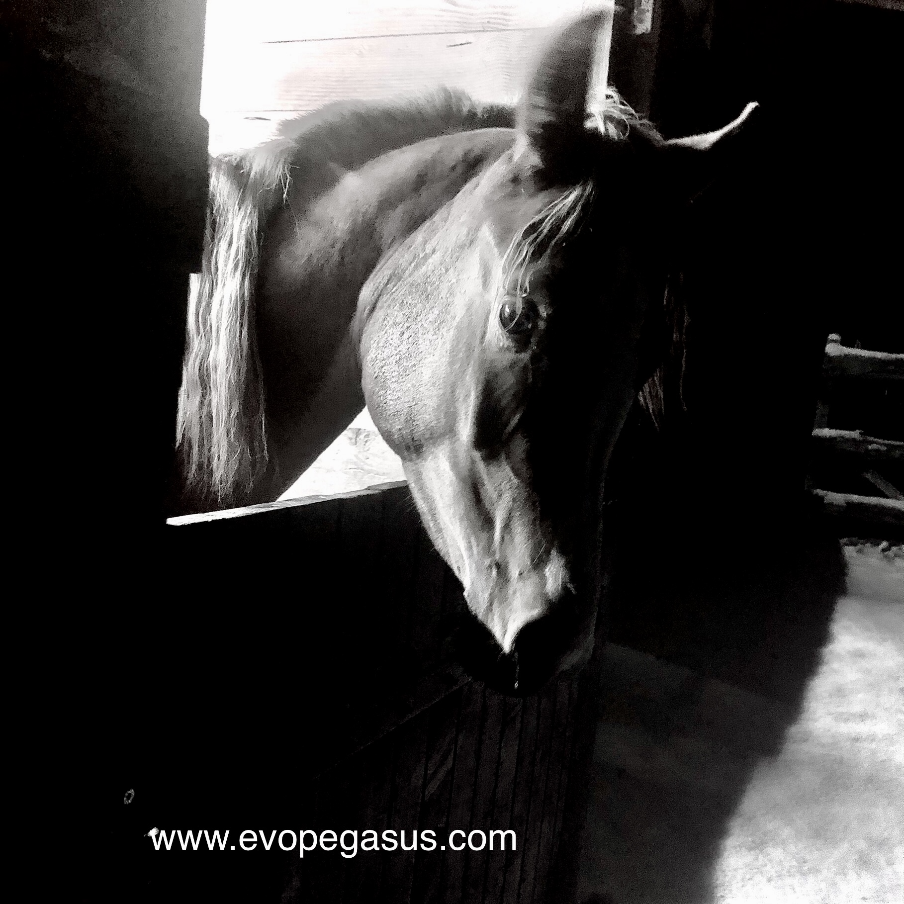 Sharada EVOPEGASUS 18 mois neige O&B EVO