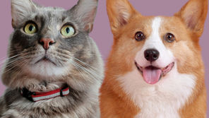 Funny Hotel Pet Tails Vol.1