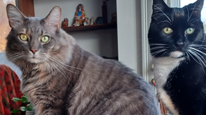 My Cat Gets Better Medical Care Than I Do!!
