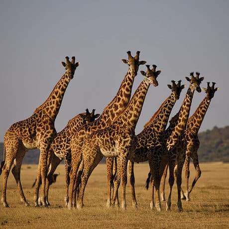 Giraffes in Tanzania / photo: Indagare