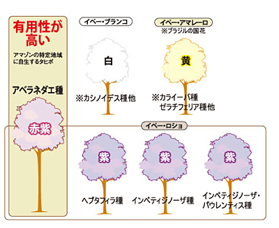 タヒボNFD 選び方のポイント