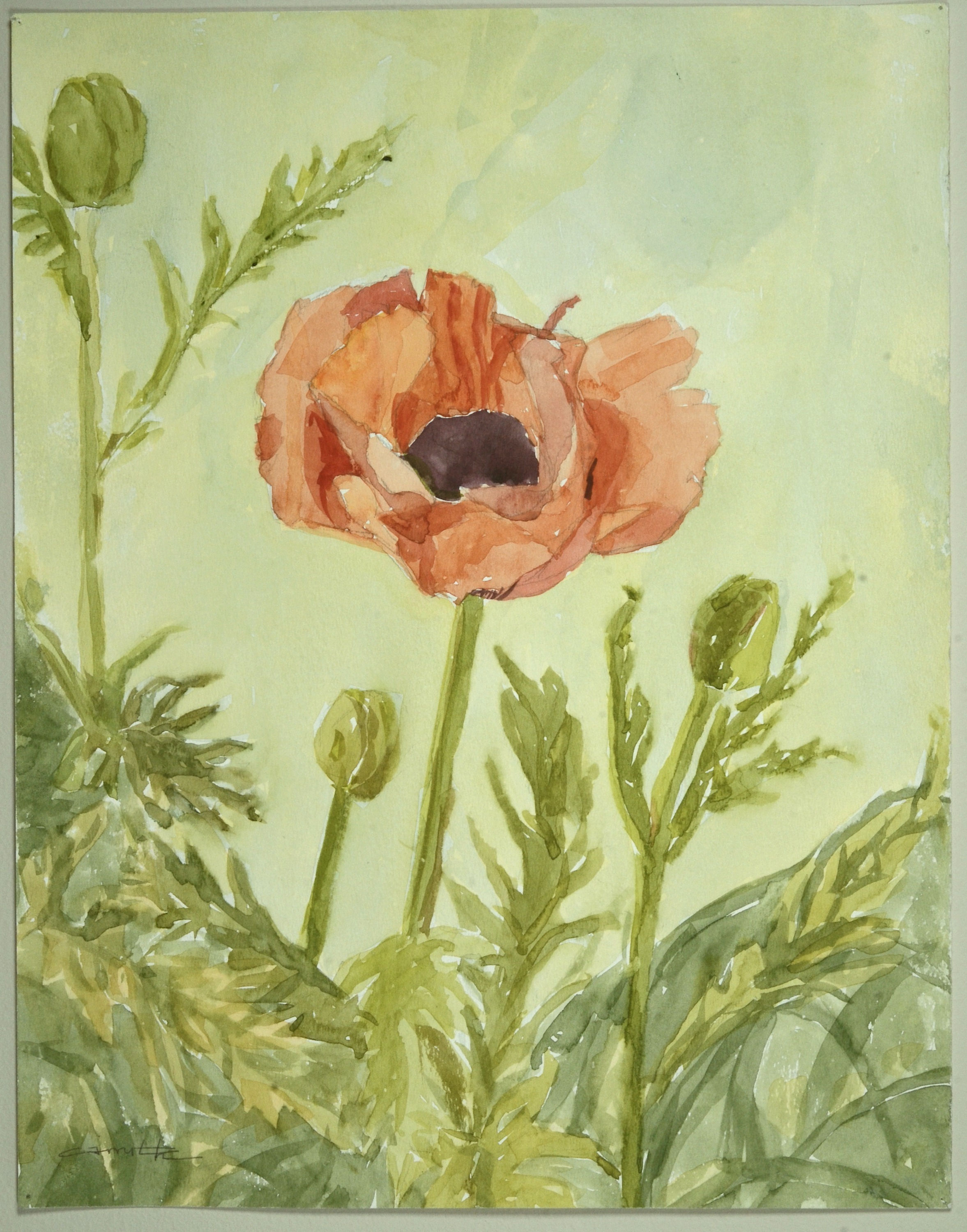 Park City Poppies V.I - Original