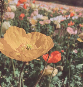 50の質問-八木詠子-