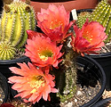 IMG_3283_edited.jpg