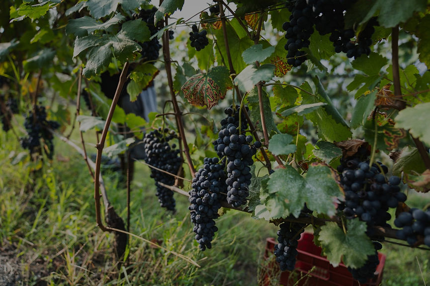 924a8957-9394-4310-98c0-44cc64973116_edi