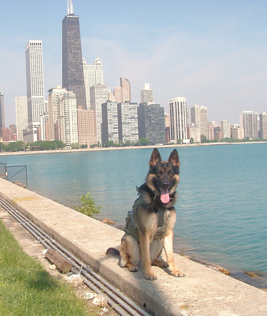 Zvip in Chicago.JPG