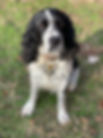 Lily4.JPG