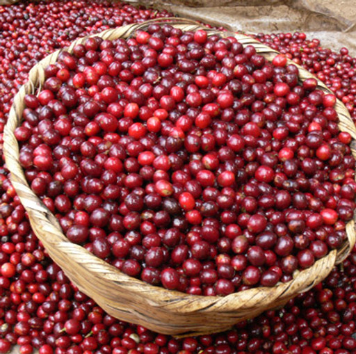 kilimanjaro-ripe.jpg