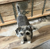 Cute schnauzer mix dog