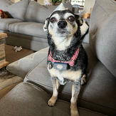 Cute chihuahua mix