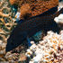 Discover the Best Snorkeling Spots in the BVI: Ultimate Guide to Underwater Adventures