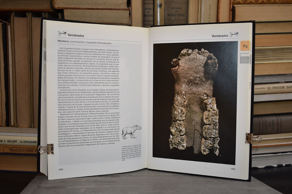 Miniatura: LA GRAN ENCICLOPEDIA DE LOS FOSILES