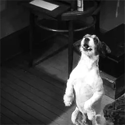 Uggie.WEBP