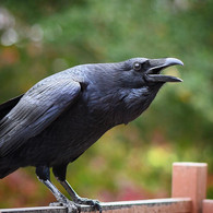 Exotic birds