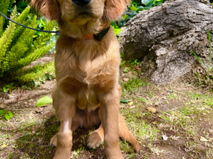 Chip | Golden Retriever | Encino, CA | In-Training
