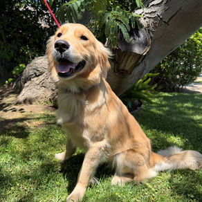 Suki | Golden Retriever | Malibu | In Training