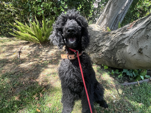Carson | Standard Poodle | Los Angelas, CA | In Training