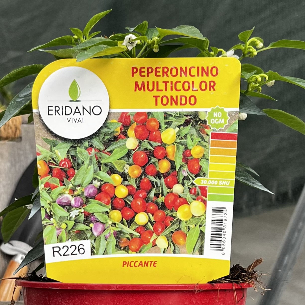 Peperoncino Piccante Tondo Multicolor