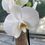 Miniatura: Orchidea Phalaenopsis Anthura London Bianca