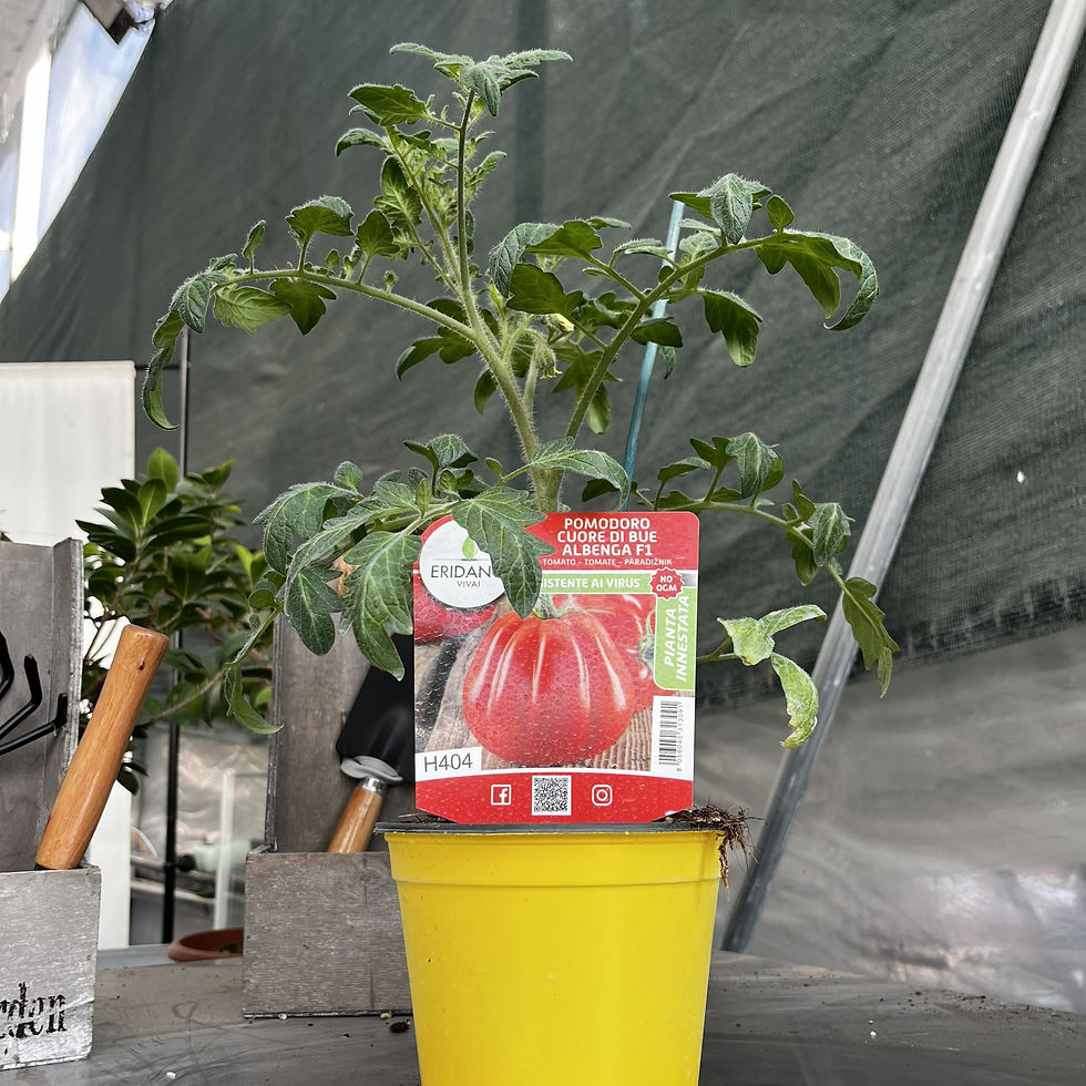 Miniatura: Pomodoro Cuore di Bue Albenga