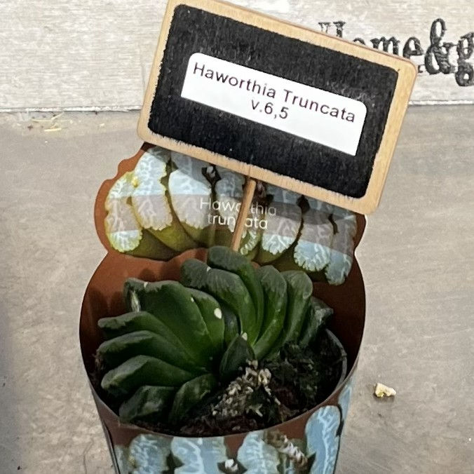Haworthia Truncata
