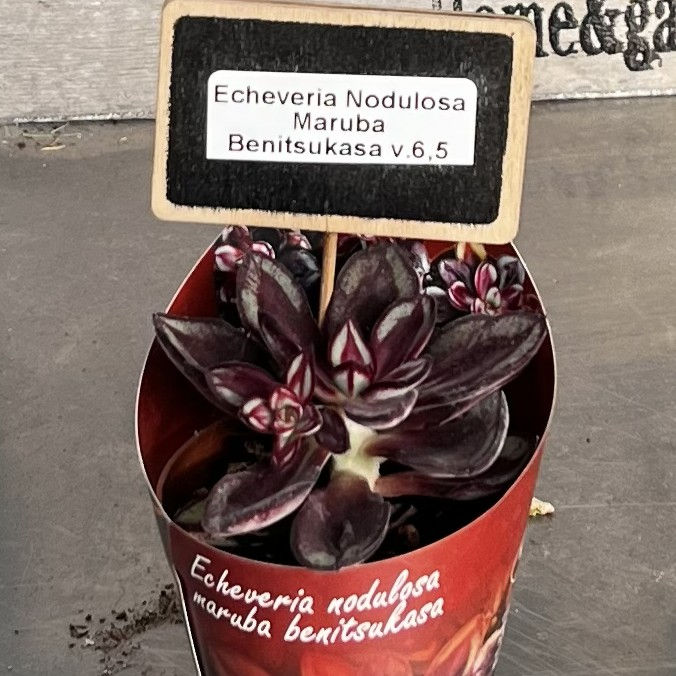 Echeveria Nodulosa Maruba Benitsukasa