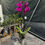 Miniatura: Orchidea Phalaenopsis Fucsia