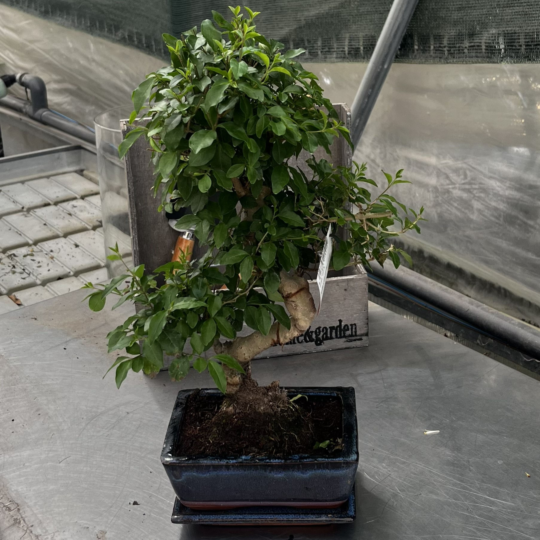 Ligustrum Sinensis Bonsai 6 anni