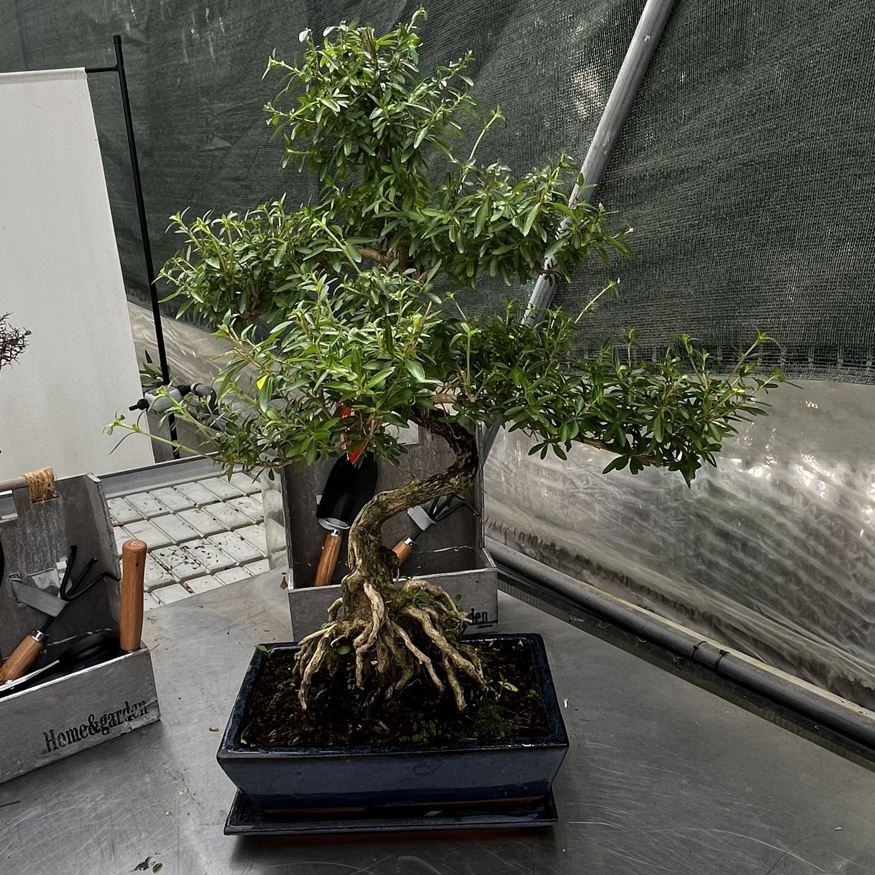 Serissa Phoetida Bonsai 16 anni