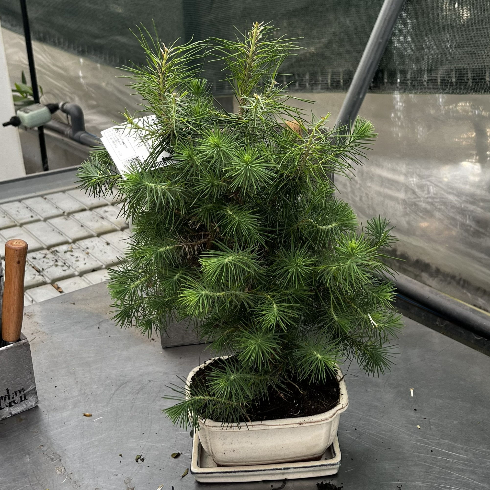 Pinus Halepensis Bonsai 8 anni