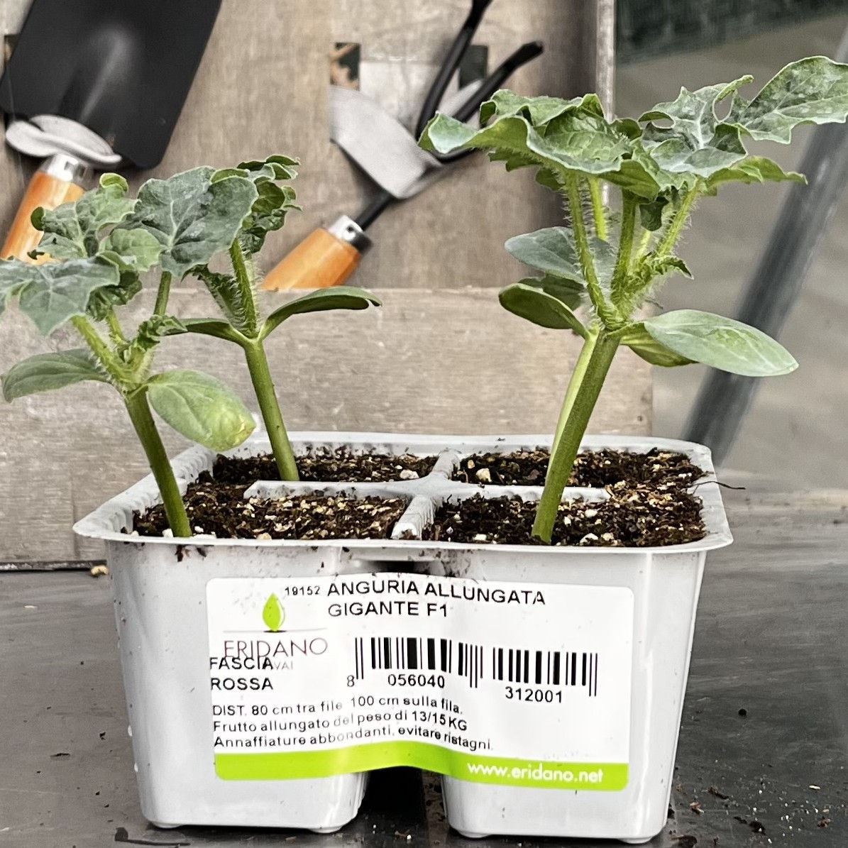 Anguria Allungata Gigante F1