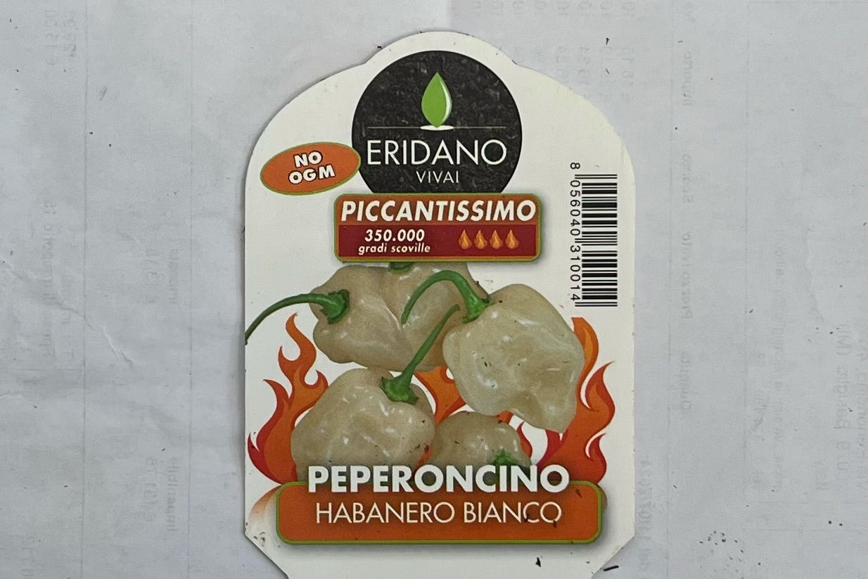 Peperoncino Piccante Habanero Bianco