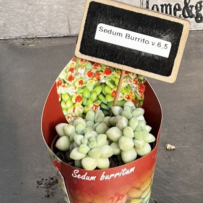 Sedum Burrito