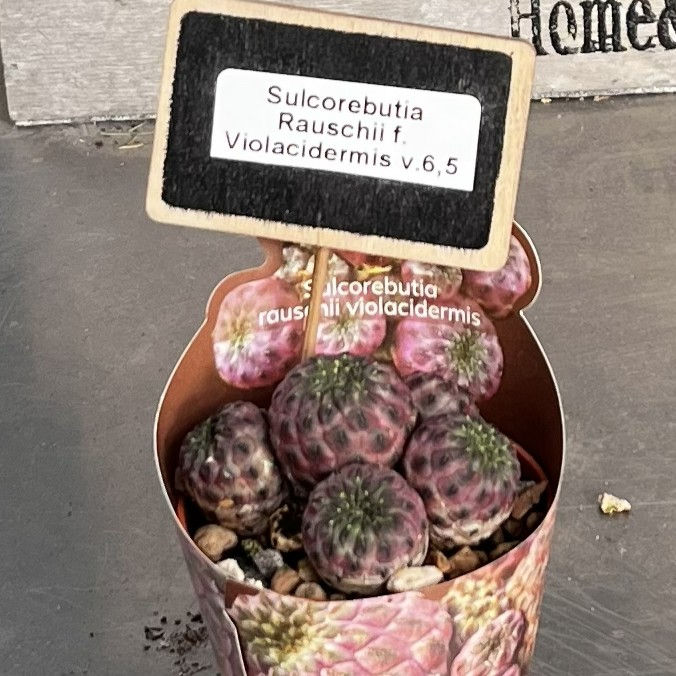 Sulcorebutia Rauschii f. Violacidermis