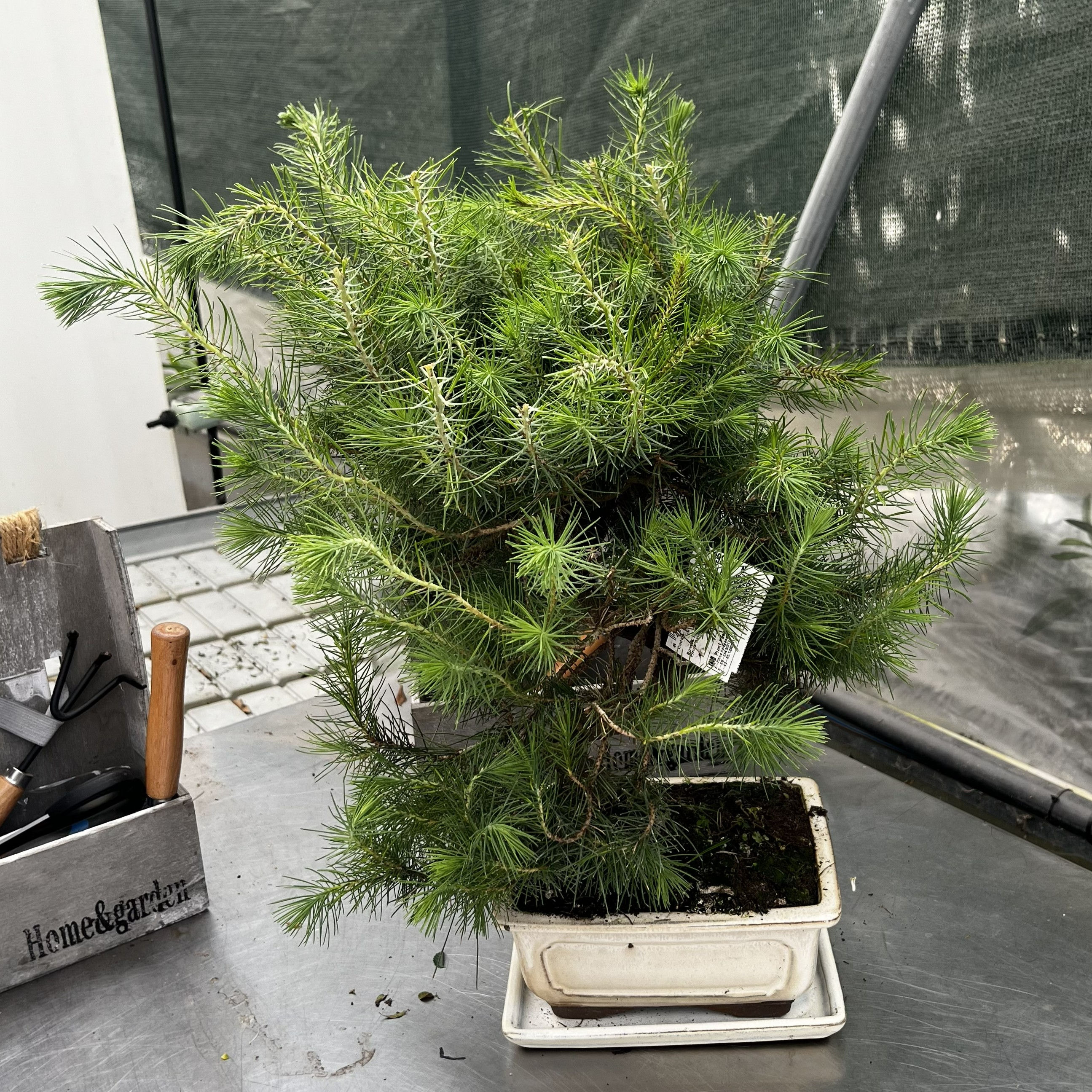 Pinus Halepensis Bonsai 10 anni
