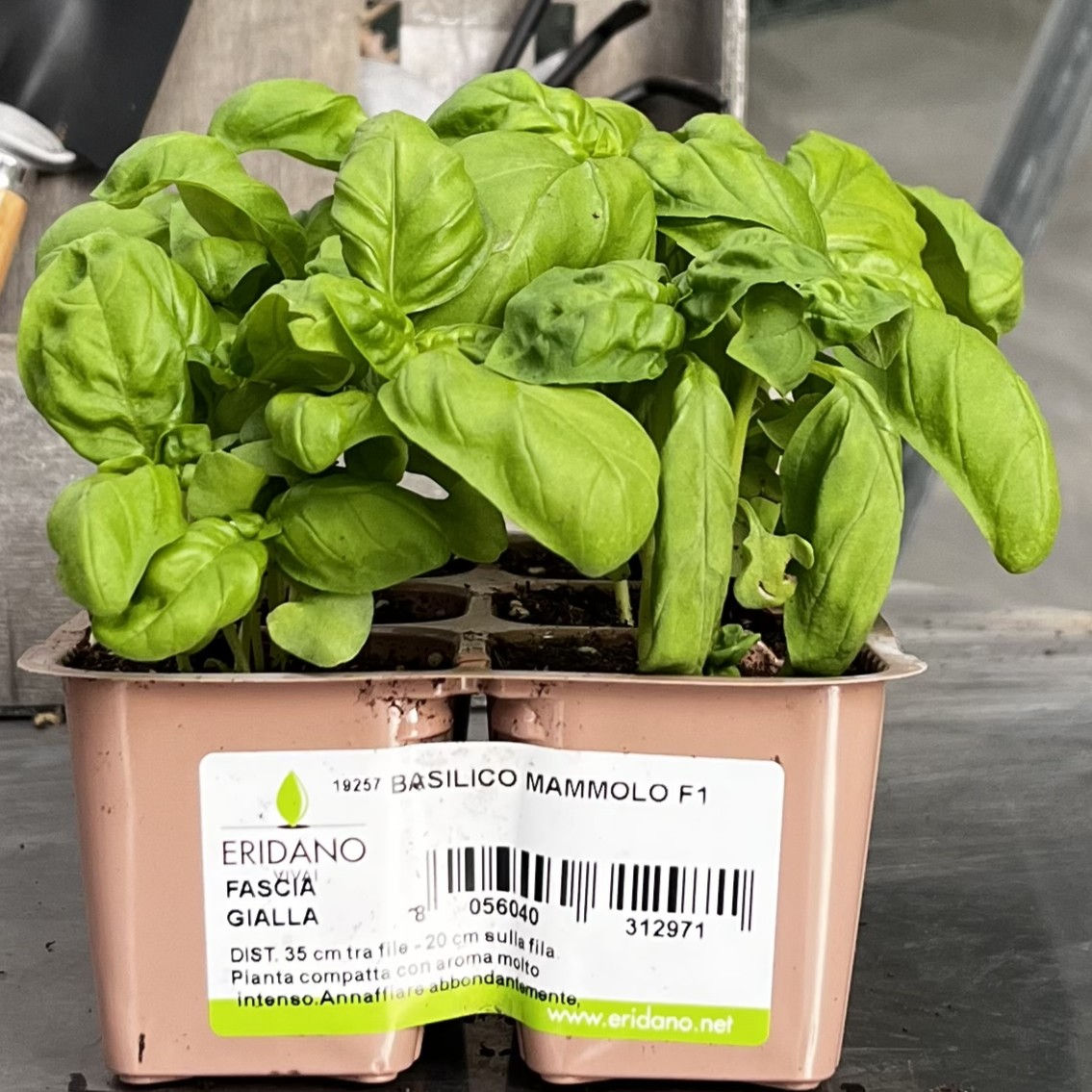 Basilico Mammolo