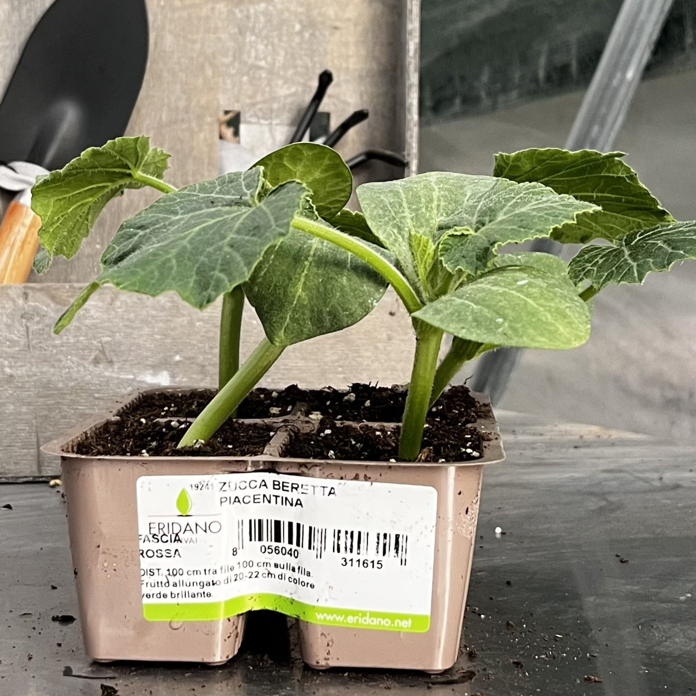 Zucca Beretta Piacentina