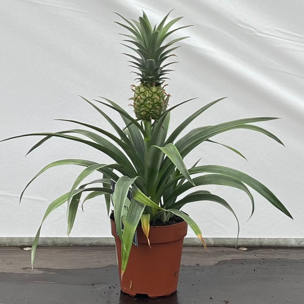 Ananas Mi Amigo