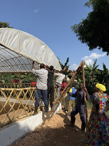 Grace Place Volunteers collaboratively stretch and secure translucent sheeting over the bamboo frame of a Walipini Impact Build, nearing completion of the shade house and advancing the Walipini Impact in Uganda.	