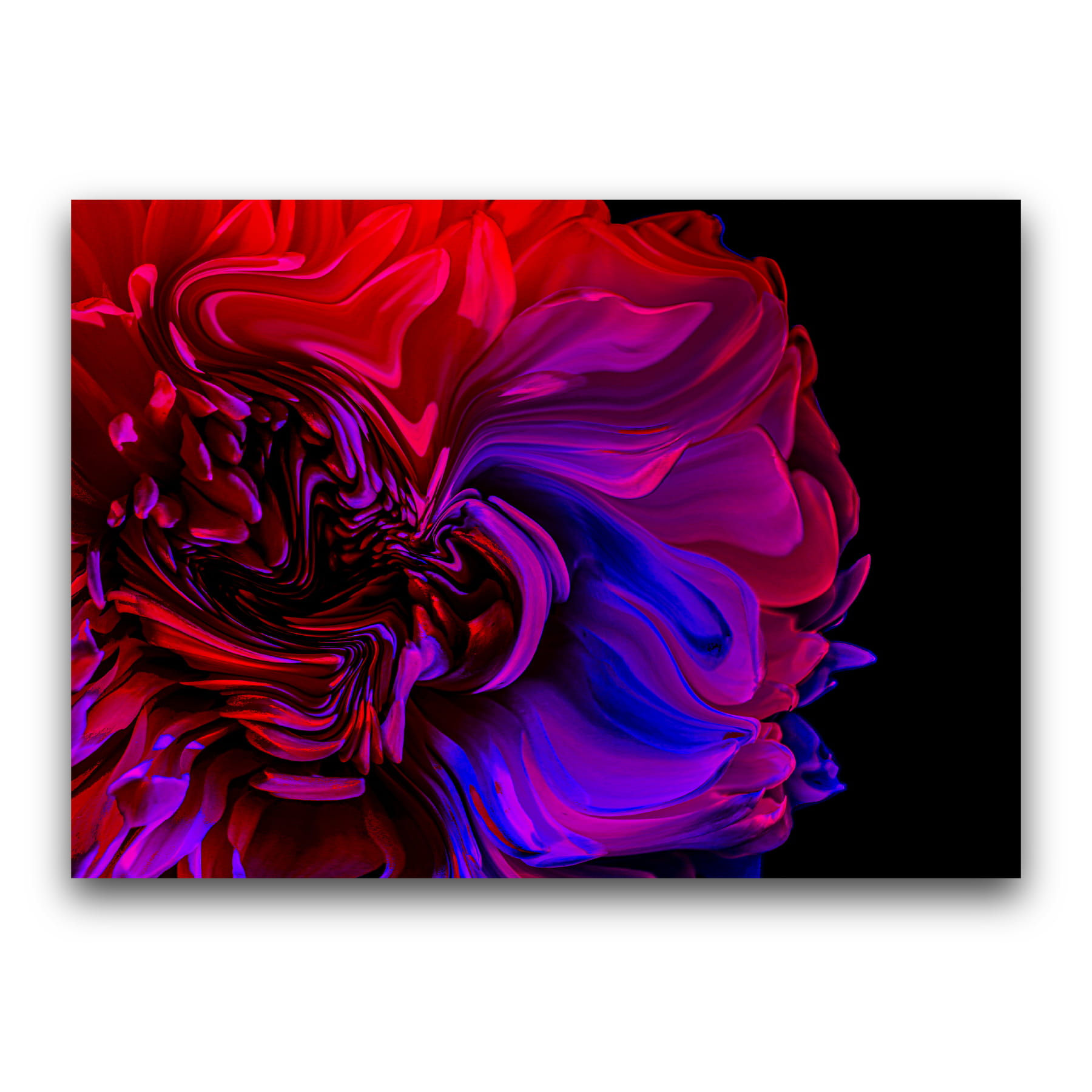 The Flower that Dreamed in Color