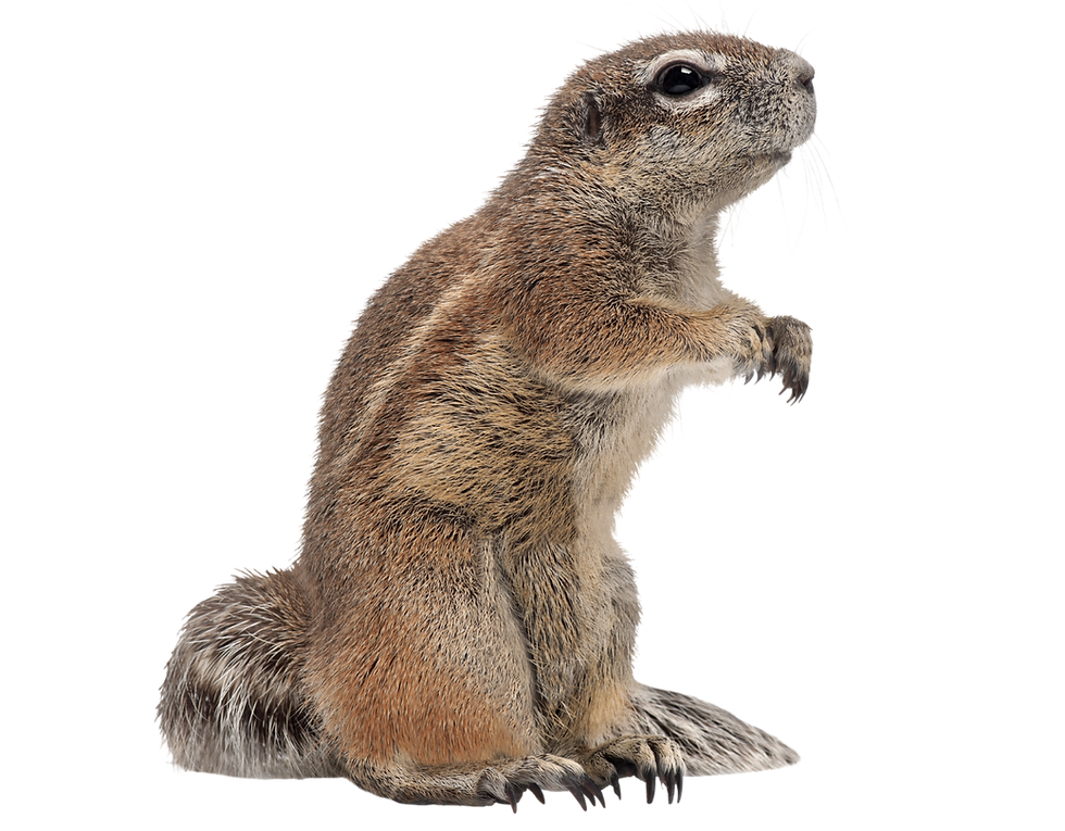 43.png